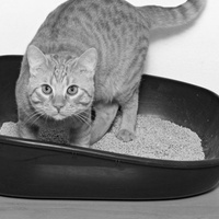 Струвитный уролитиаз