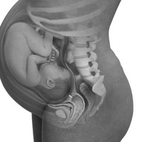 Пренатальное развитие